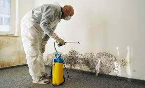 Best Emergency Mold Remediation  in Newark, IL