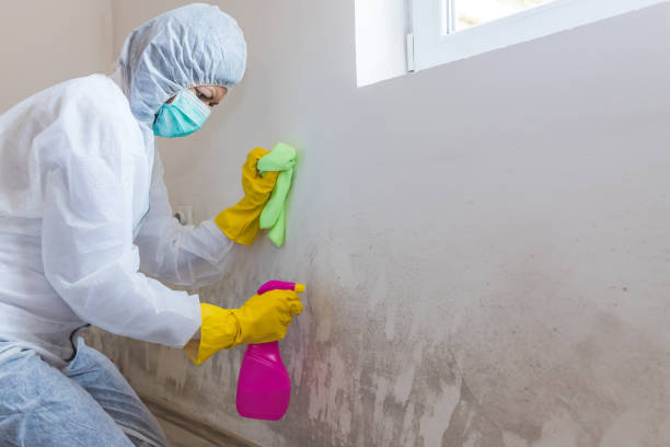 Best Attic Mold Removal  in Newark, IL