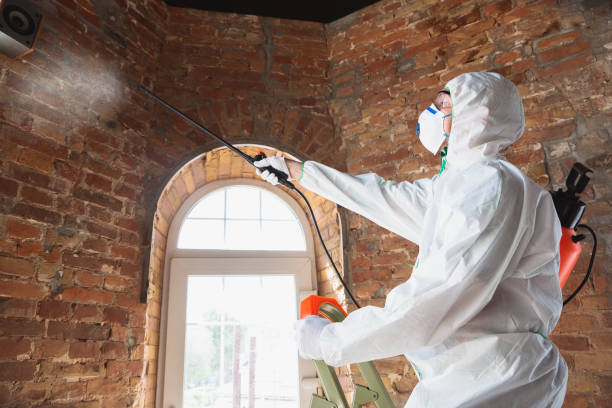 Best Black Mold Removal  in Newark, IL