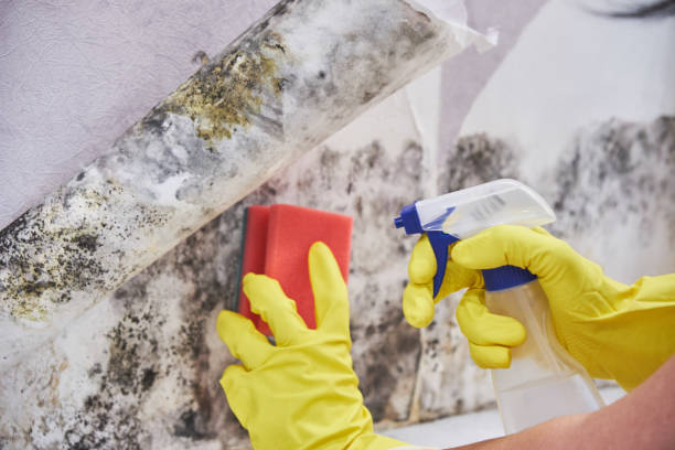 Best Real Estate Mold Inspection  in Newark, IL